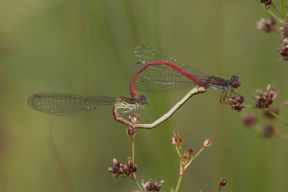 Small red damselflies (Ceriagrion tenellum) mating female typica.jpg